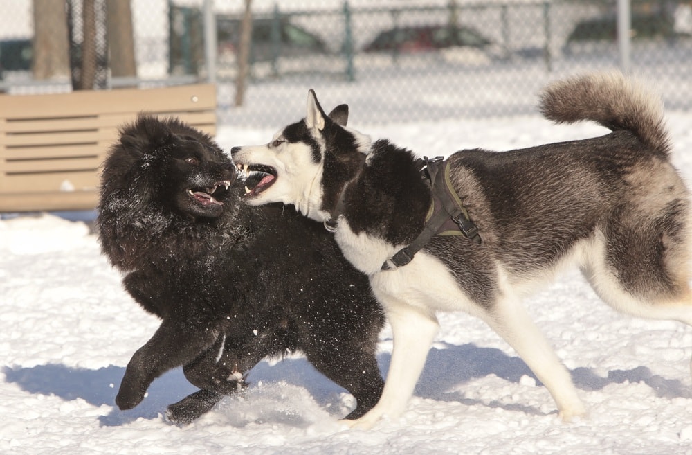 Husky and Chow Chow