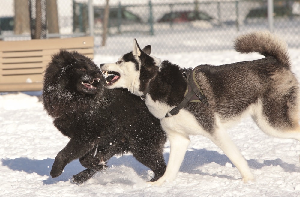 black chow husky mix