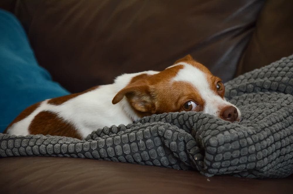 Jack Chi relaxing
