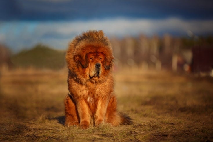 does the tibetan mastiff love children