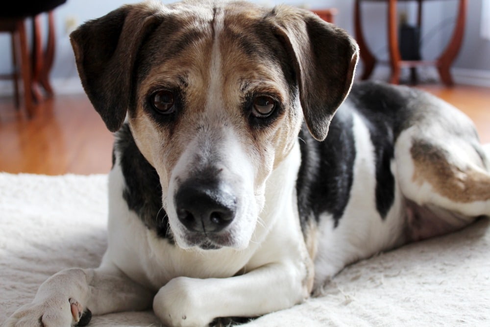 Beagle Mix (Boggle Dog): Info, Pictures, Characteristics & Facts |