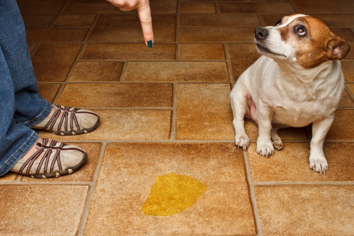 How to Get Rid of Dog Urine Smell on Tile – 3 Potential Methods