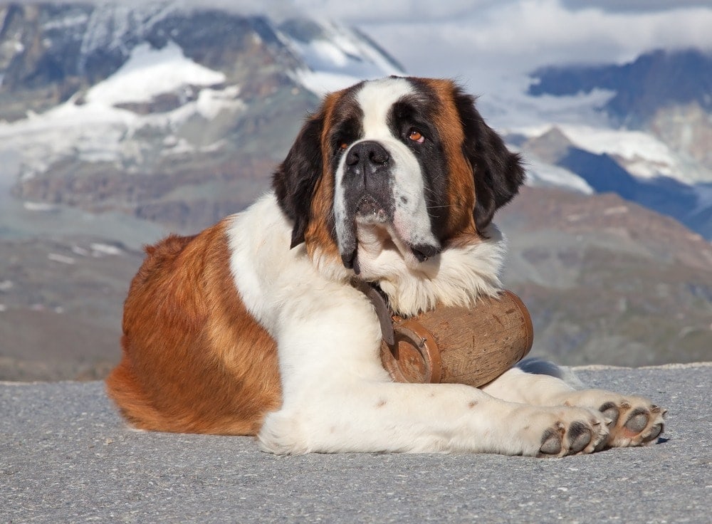 Owning a saint sales bernard