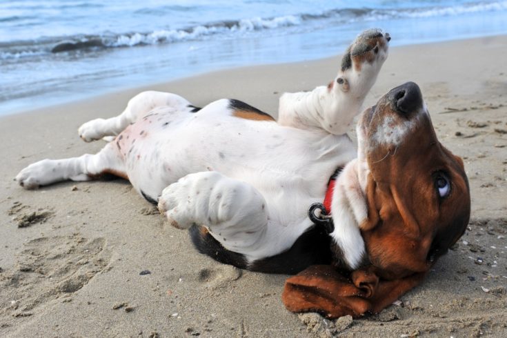 Basscshund