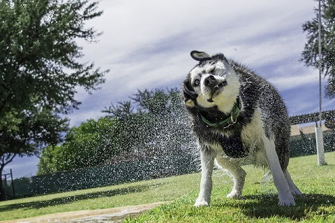 shampoo for husky