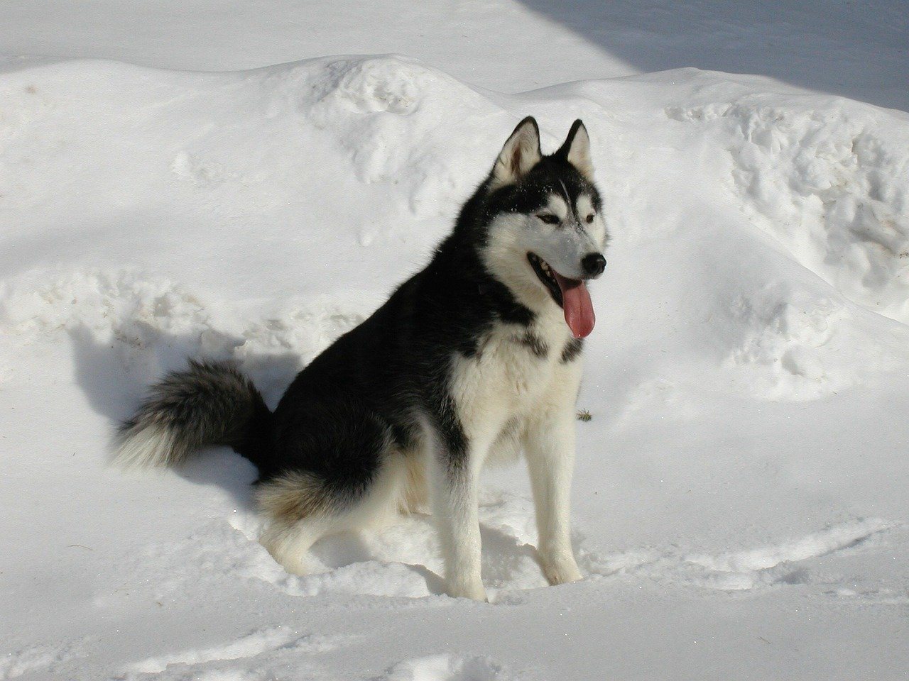 siberian husky in snow