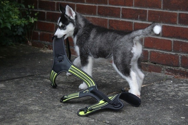 Dog Anxiety Vests