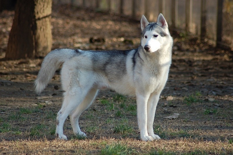 siberian husky