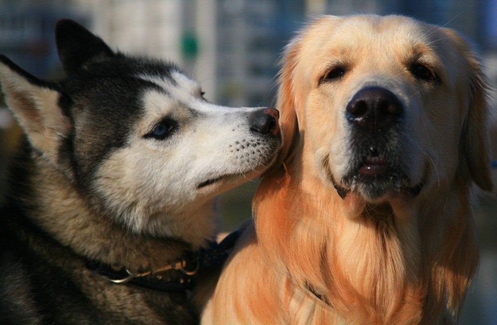 siberian husky and golden retriever