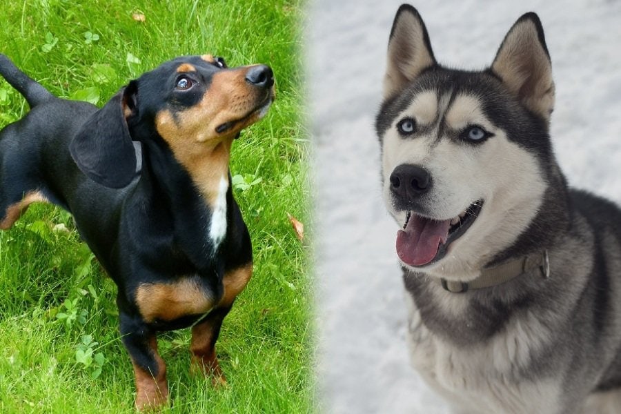 siberian husky dachshund