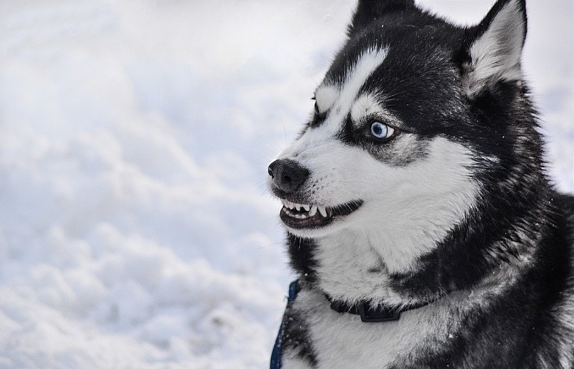 siberian husky growling