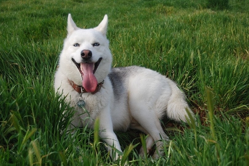 siberian husky happily lying on grass