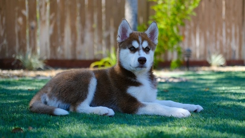 how much are alaskan husky puppies