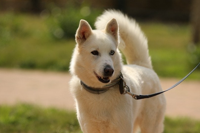 siberian husky on leash