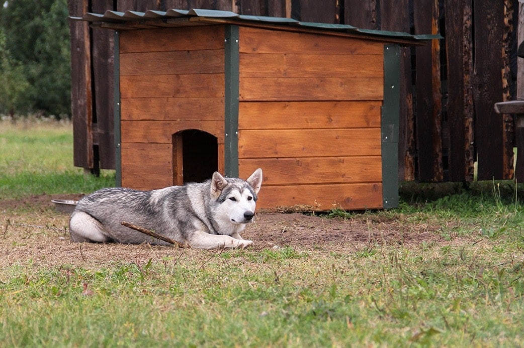 siberian husky outside doghouse
