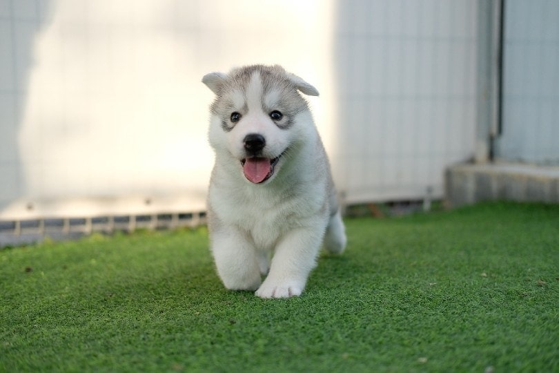 Siberian husky deals potty training