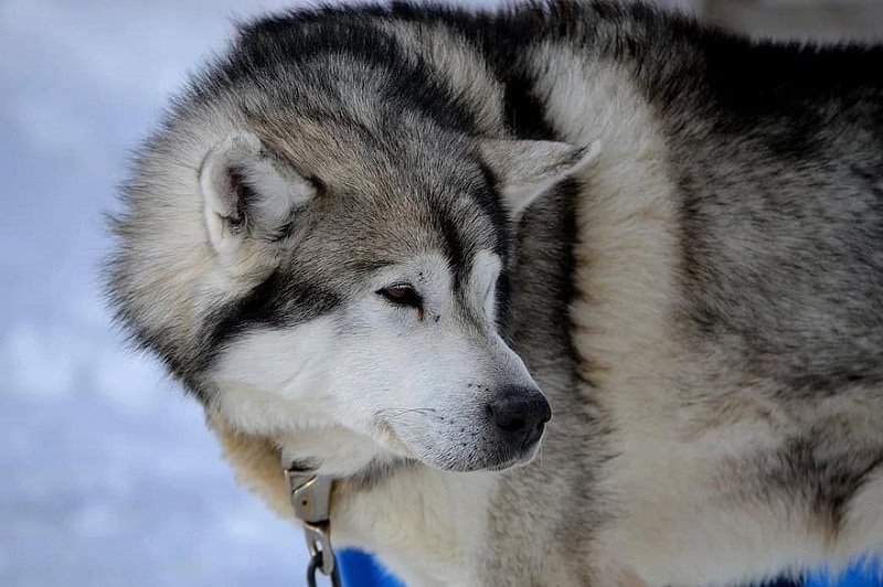 siberian husky