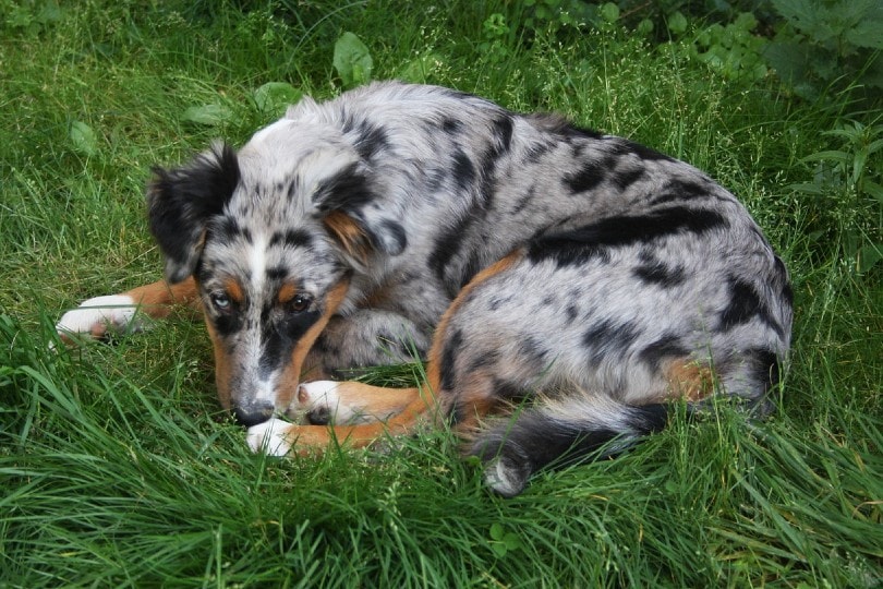 sick australian shepherd dog lying on grass