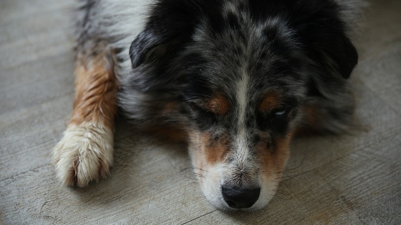 sick australian shepherd dog lying on the floor