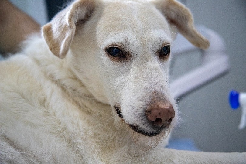 sick dog in vet