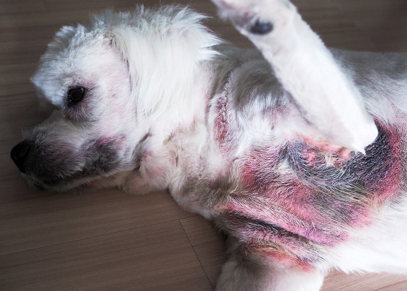 what does a skin infection look like on a dog
