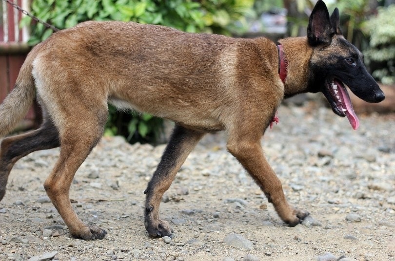 side view of Belgian Malinois dog