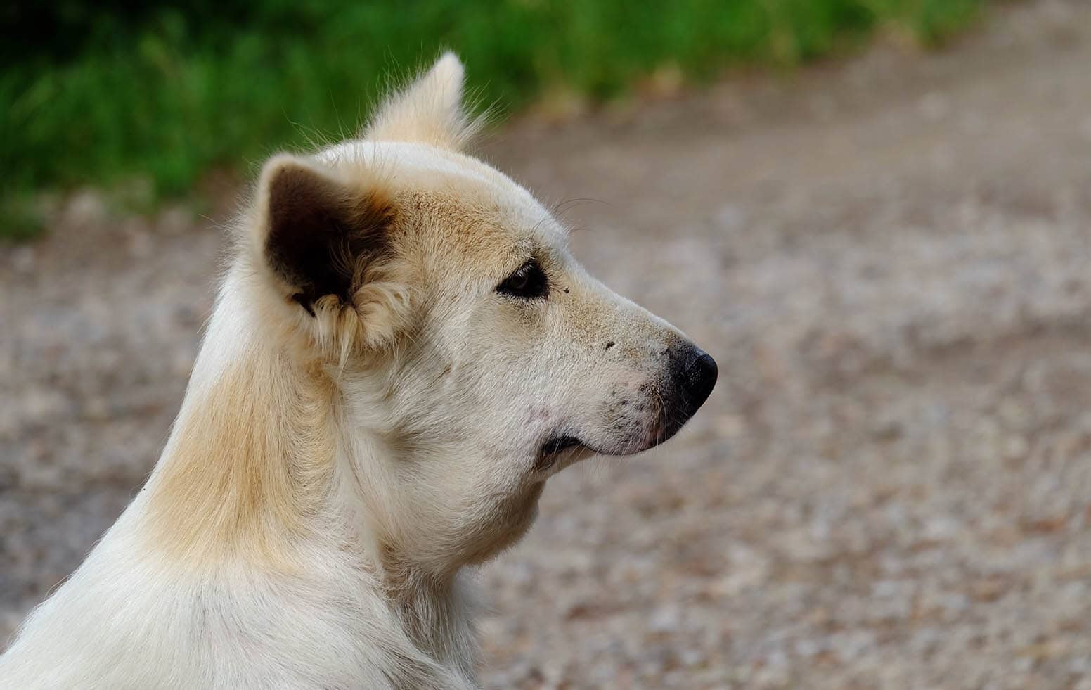 side view of dog stung by bee