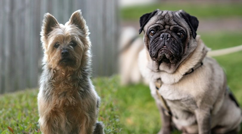 silkypug