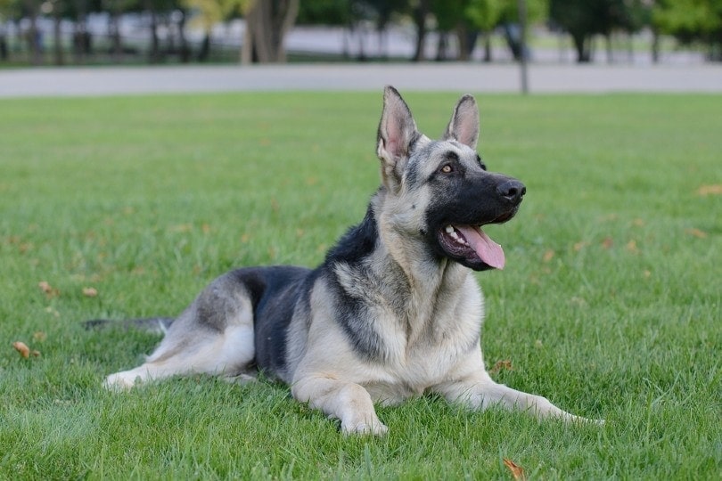 silver german shepherd lying on grass