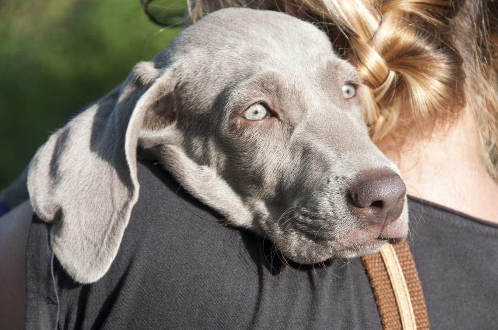 woman hugging a silver gray weimaraner