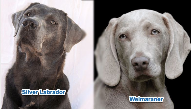 chocolate lab weimaraner