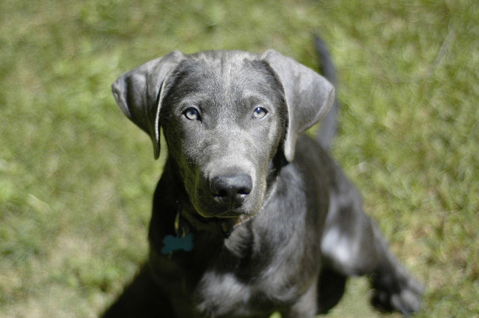 silver lab