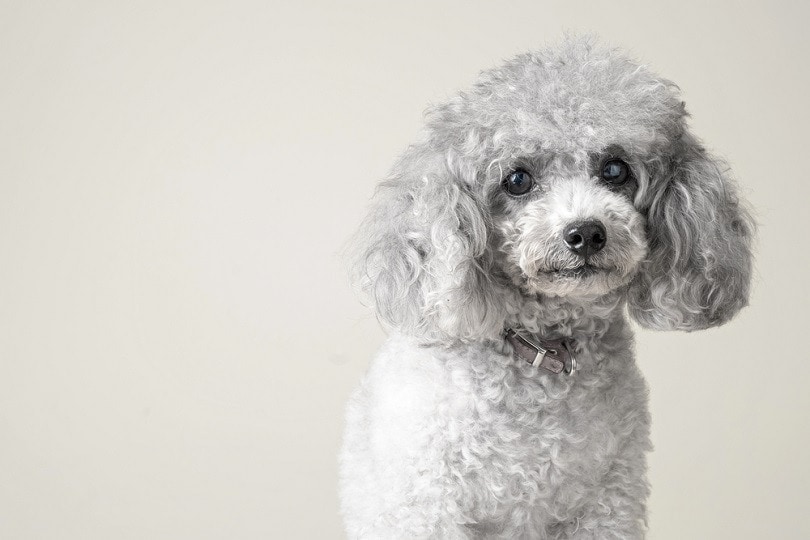 silver poodle