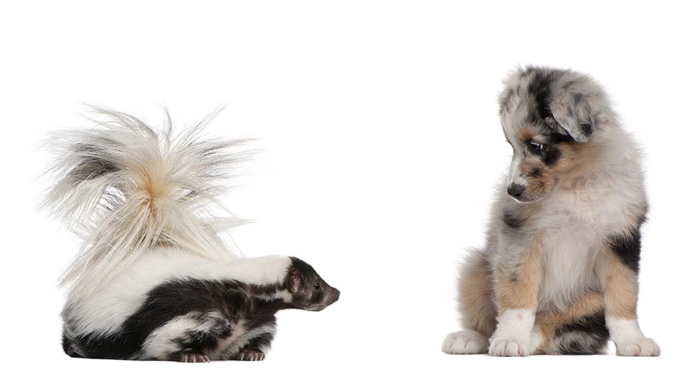 skunk and Aussie shepherd puppy