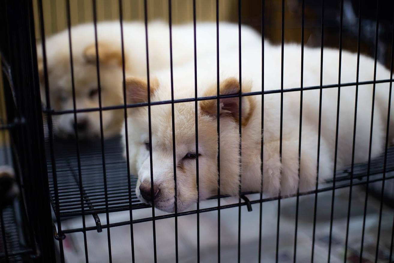 sleeping dogs inside a cage