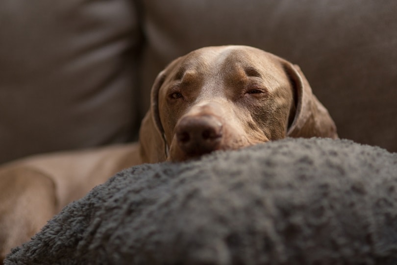 sleepy-weimaraner-dog