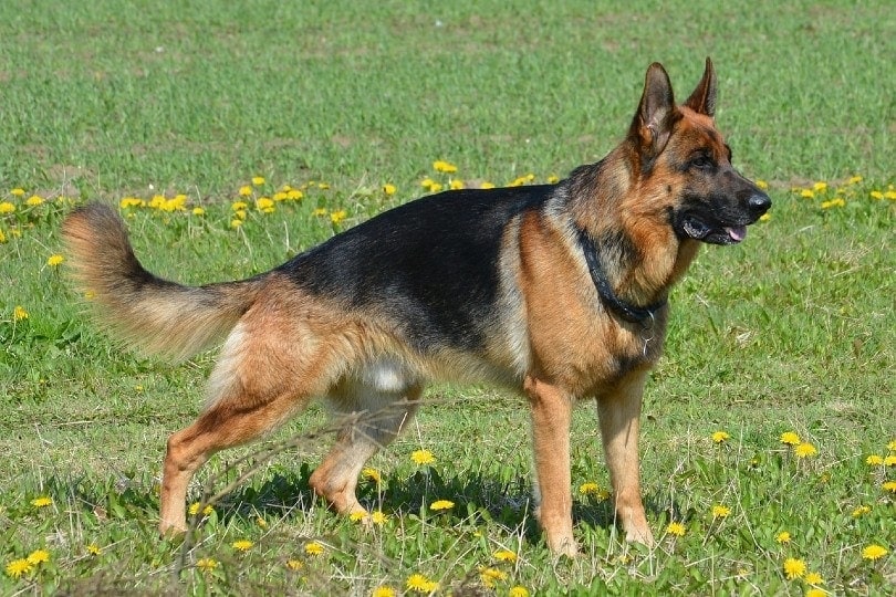 slope-backed german shepherd standing on grass