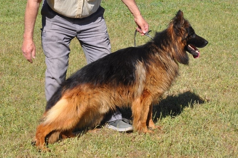slope-backed german shepherd with his owner