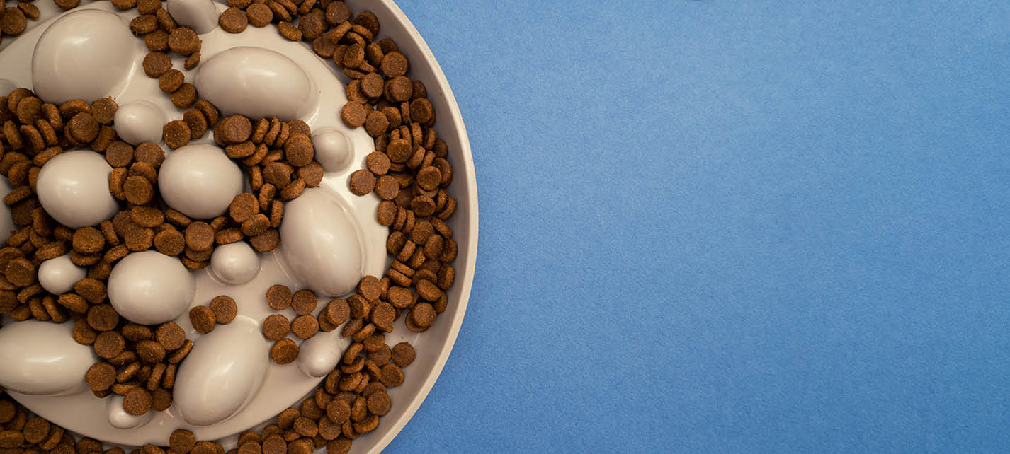 slow feeder dog bowl