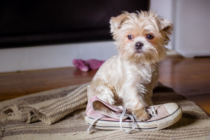 small dog with his owner's shoe