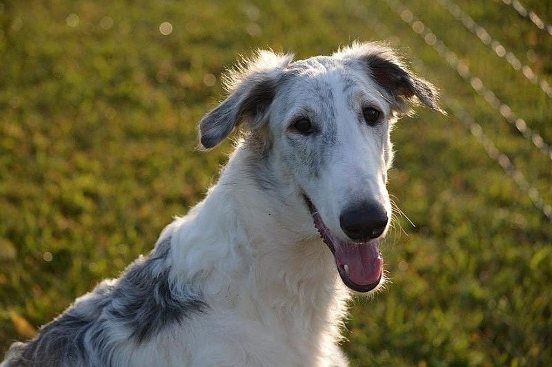 smiling borzoi