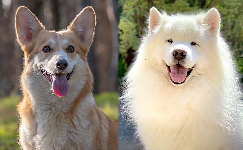 smiling corgi and samoyed