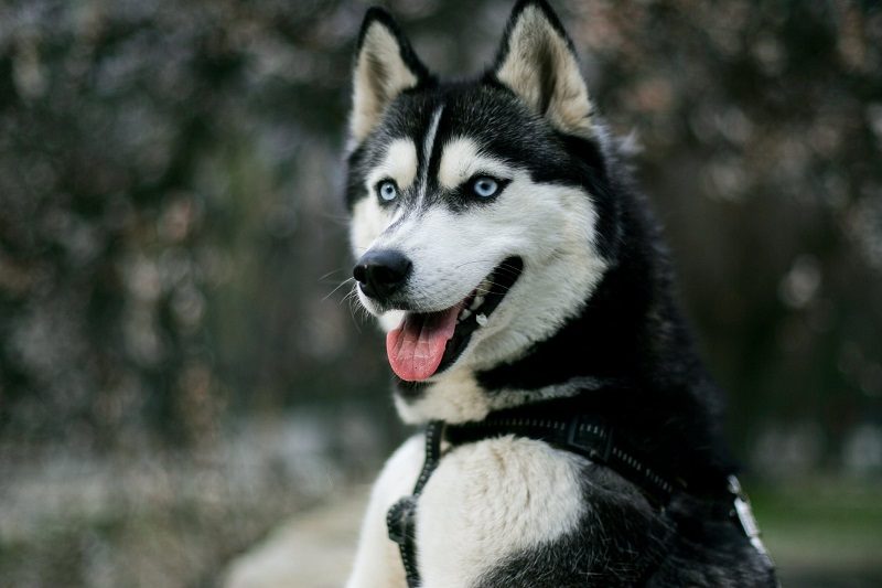 smiling husky