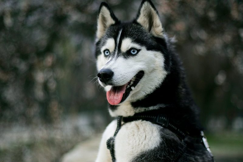 how many times a day should a husky eat