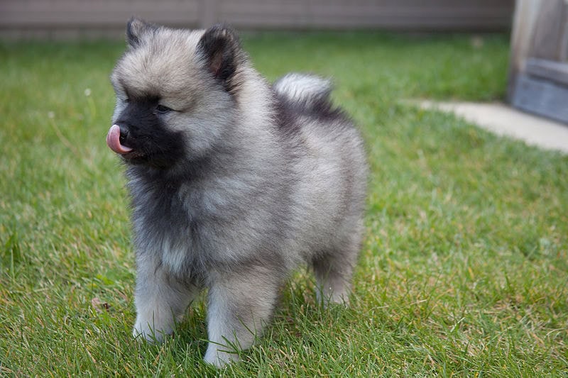smiling keeshond