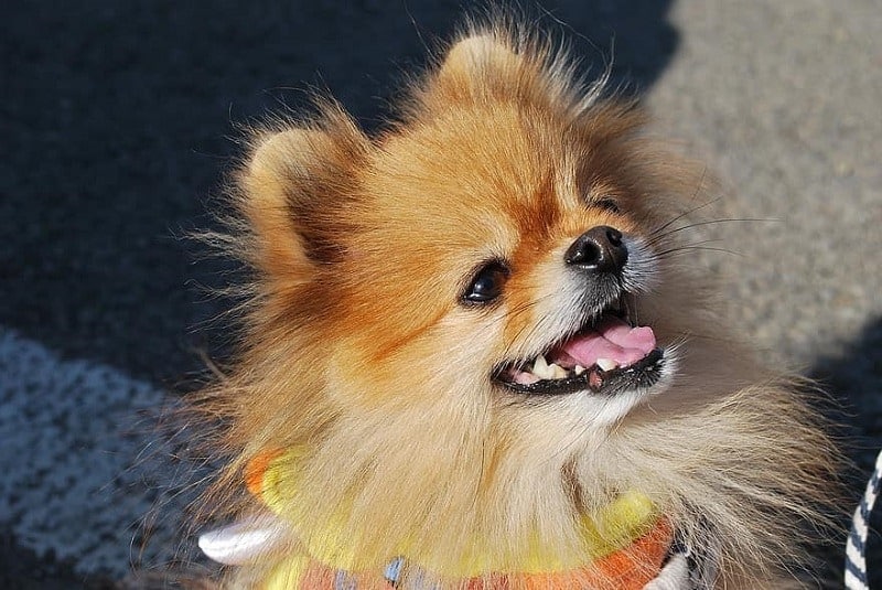smiling pomeranian