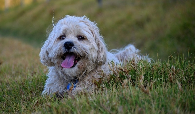 smiling shihtzu