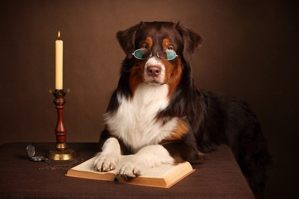 sophistcated dog with book