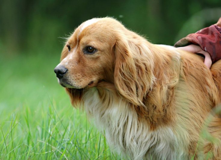 Spangold Retriever | Dog Pictures, Personality & Facts Hepper