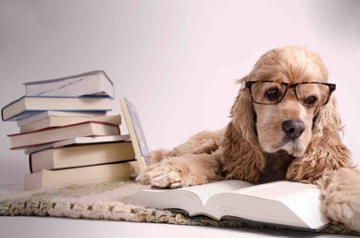 dog reading book with glasses